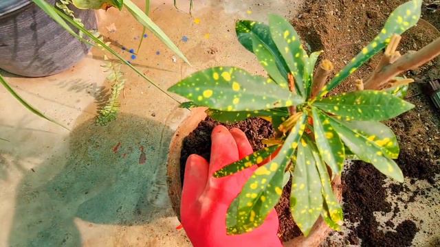 Lemon Croton care in February| How to fertilize croton plant| Explore your hobbies!!! смотреть онлайн