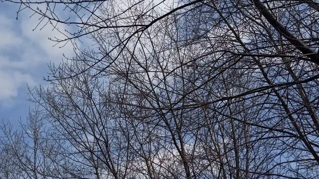 17 мая праздник День Пелагеи Заступницы. Народные приметы и традиции. Запреты дня.