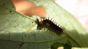 Jacintha Eggfly Butterfly caterpillar