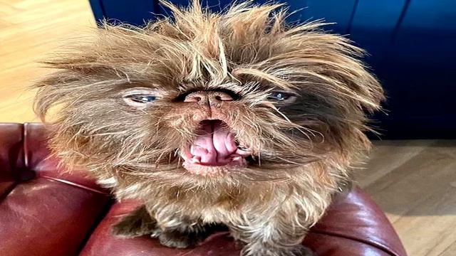 Всамделишный гремлин Прошка набирает популярность смотреть онлайн