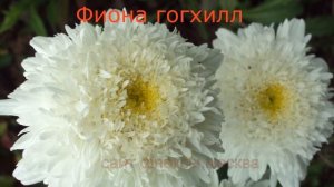 Нивяники, ромашки