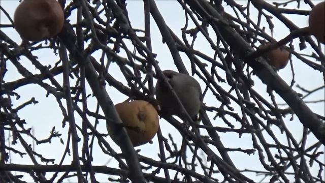 Лесные гости. Свиристели за окном. 14 11 2018 г смотреть онлайн