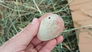 Что делать если птица не может снести яйцо?! Как ей помочь! Фазаны