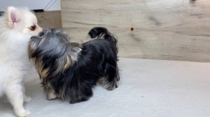 Питомник йоркширских терьеров СПб | Йоркширский терьер - купить в СПб