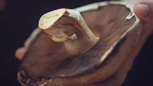 Стейк рибай на кости на газовом гриле Weber (рецепт)