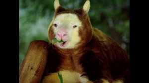 Удивительные соседи. Древесный кенгуру