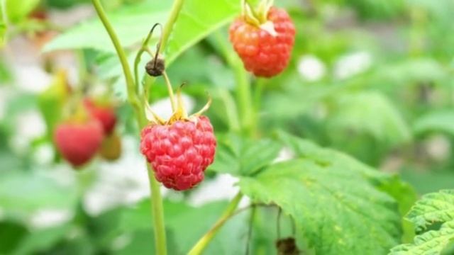 Я РЕАЛЬНО ОФИГЕЛА! Хотите много крупной малины? Кормите этим в мае - июне под каждый куст!