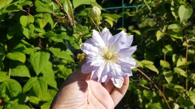 Дом в цветах// Цветут махровые клематися, розы канадские и др. Август. Эпизод 21. смотреть онлайн