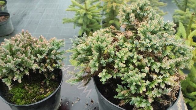 Можжевельник чешуйчатый 'Blue Star' (Juniperus squamata Blue Star) смотреть онлайн