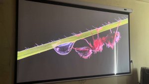 Hisense Vidda C1S HDR 100" солнечный день, обычный белый экран.
