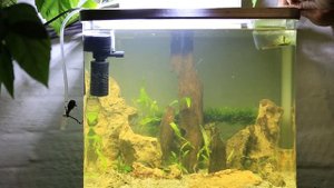 Первые обитатели аквариума - креветки и сомики-чистильщики