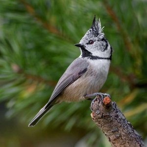 Пение синиц (Виды синиц)