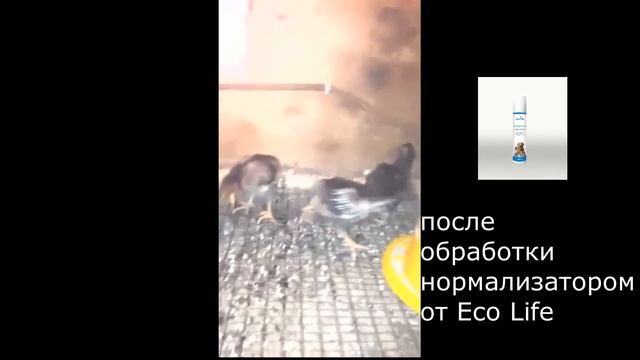 Перепела. Спасение от расклёва смотреть онлайн