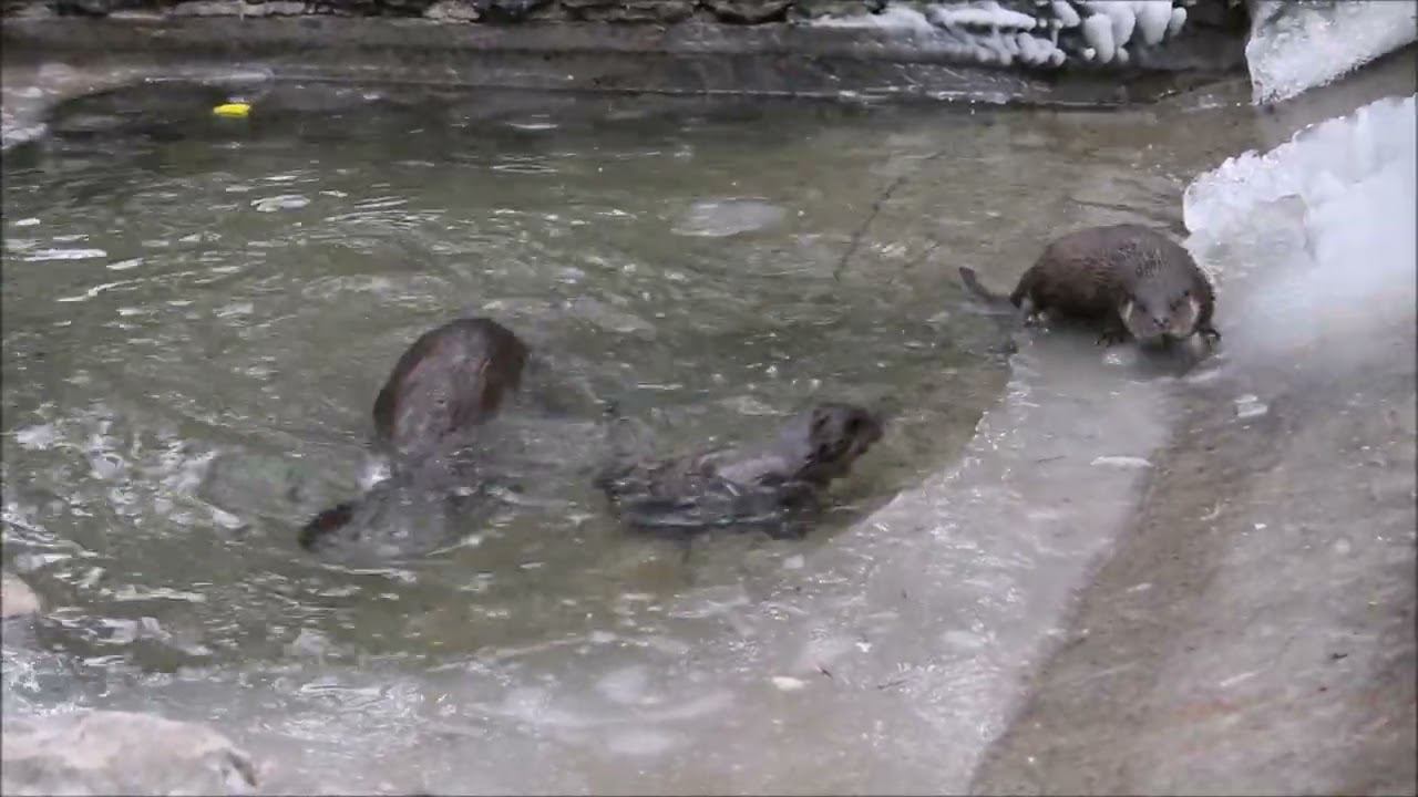 Речные выдры мама с детёнышами кушают и резвятся в воде 23.11.2023