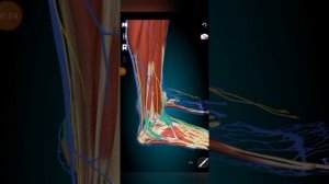 третья малоберцовая мышца/иннервация. действие. начало. прикрепление.