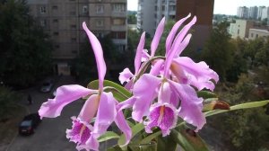 Орхидея Cattleya maxima 'Jorg' ORCHIDS