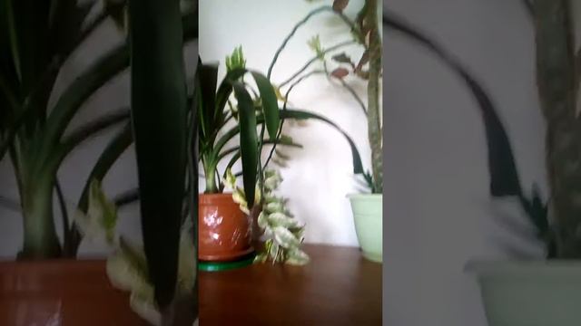 15 июля 2019 г. смотреть онлайн