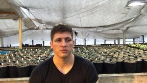 Вырастить кактусы, Адениумы  и другие суккуленты из семян или купить взрослые растения?