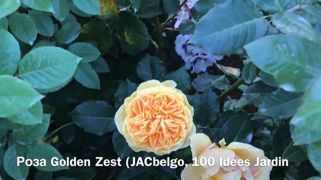 Розы. Великолепие второго цветения : 100 Idees Jardin, Inka, Burgundy Ice, The Alnwick Rose. смотреть онлайн