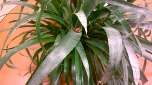 Бильбергия _ Цветение _ ч1