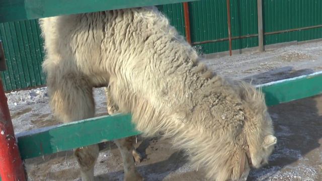 Верблюд Вася смотреть онлайн