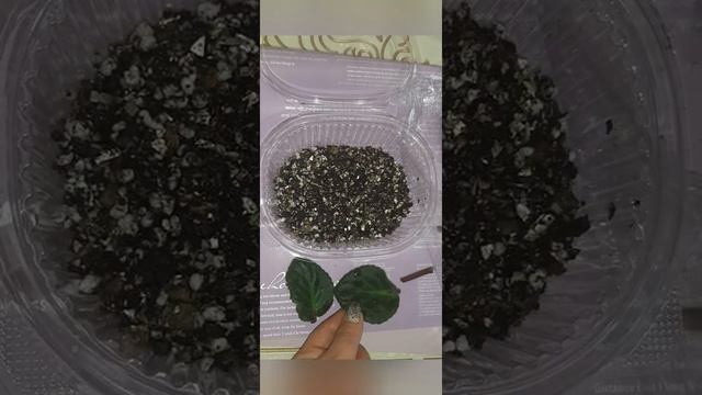 Размножение фиалок (сенполий)?листом.