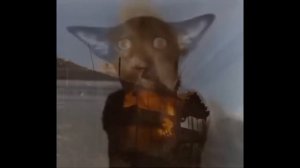 Миша ты что пукнул ловит лешбеки с Вьетнама