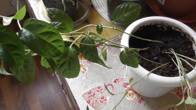 Природа в доме смотреть онлайн