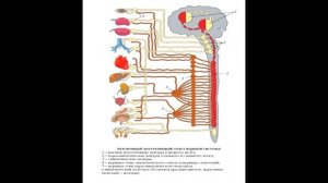 § 10 Автономный (вегетативный) отдел нервной системы. Нейрогуморальная регуляция