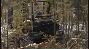 лесозаготовки.mp4