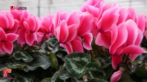 Cyclamen HALIOS® large flower Morel trial NL