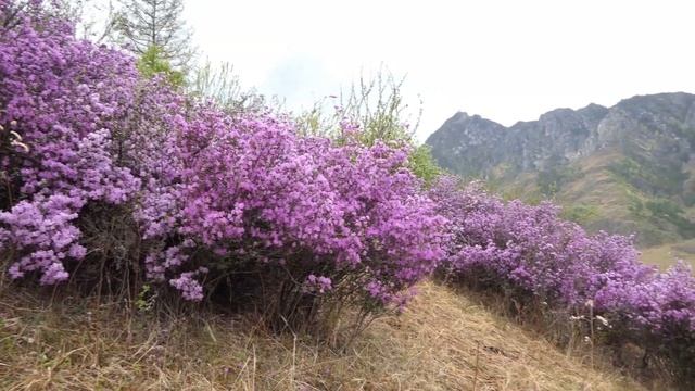 Алтай Болтай. Выпуск 7. Маральник на Алтае