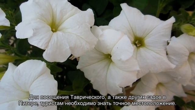 О Таврическом саде в Санкт-Петербурге: режим работы, где находится, экскурсии