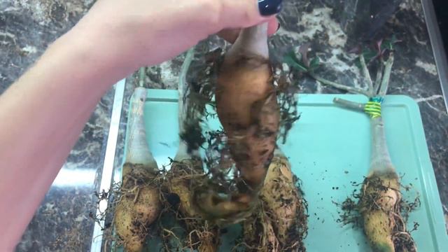 Адениум.Пересадка прививок в новый грунт смотреть онлайн