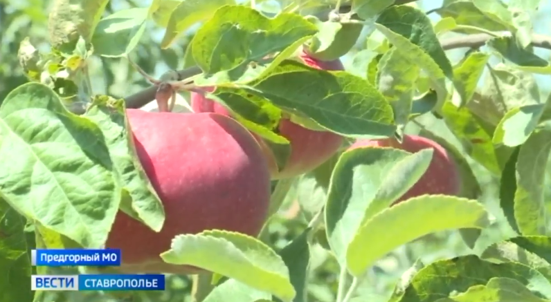 В магазинах и на рынках Ставрополья появились местные яблоки нового урожая