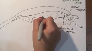Пищеварительная система Ланцетника