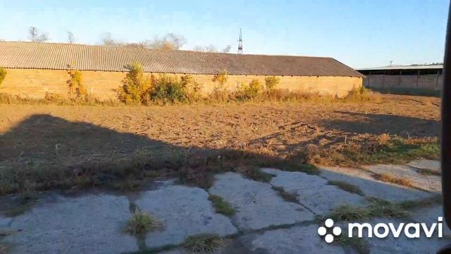 Возим свёклу на силосные сооружения в бурт. смотреть онлайн