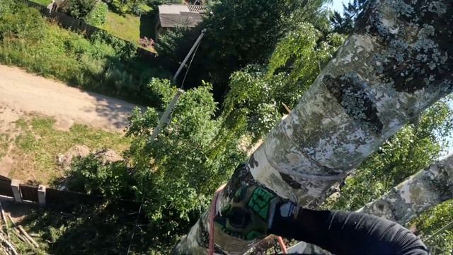 Арбористика | Удаление березы в ограниченном пространстве