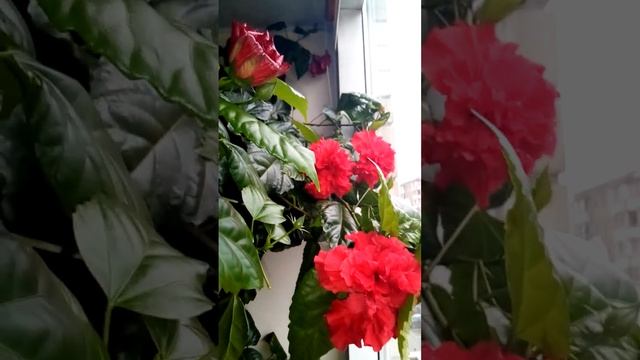 алые махровые цветы гибискуса / Hibiscus