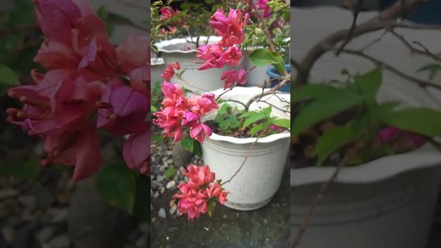 red tanglong bougainvillea