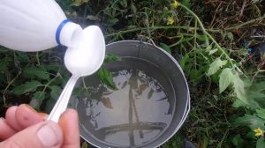 Лучшая защита от Фитофторы   на Томатах в Теплице