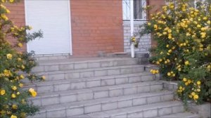Желтый шиповник!!!!