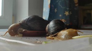 Улитки ахатины - содержание