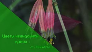 Цветы невиданной красы от ЭЛЬВИРЫ.mp4