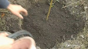 Лучший Способ Посадки Фруктовых Деревьев. 100% Приживаемость