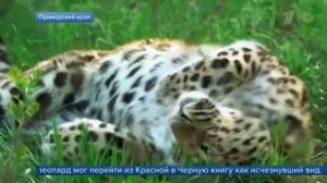 Национальный парк Земля леопарда - новая туристическая Мекка