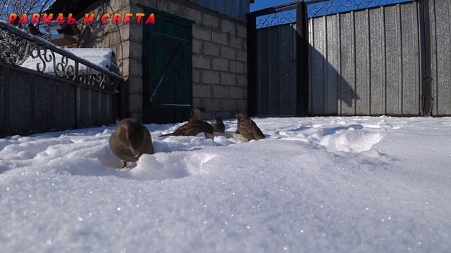 ОДИН ДЕНЬ ИЗ ЖИЗНИ В ДЕРЕВНЕ / #деревня #бытнахуторе #деревенскаяжизнь #казахстан #свиньи