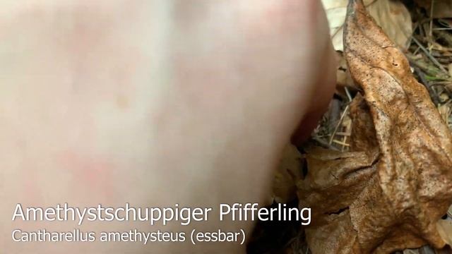 Pilze im August | 10.08.2019 | Die Steinpilze sind zurück! | Pfifferlinge, Täublinge, Hexenröhrling смотреть онлайн