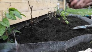 СОЗДАЕМ КЛУМБУ НЕ ПРЕРЫВНОГО ЦВЕТЕНИЯ, ВМЕСТЕ,ПОШАГОВО,около беседки