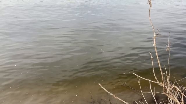 Красавец сазан в Ахтубе на закидушки с макухой! смотреть онлайн